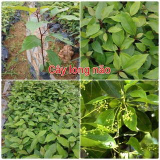 Cây giống Long Não, Dã Hương