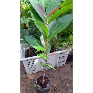 Cây giống mận điều thái