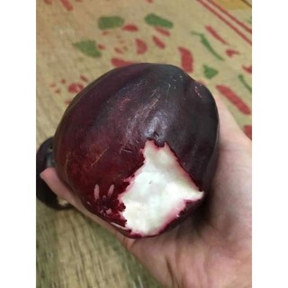 Cây giống mận điều thái