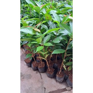 Cây giống mận điều thái