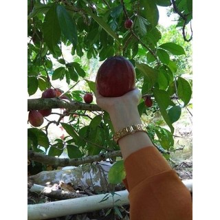Cây giống mận điều thái