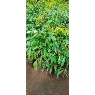 Cây giống xoai cát chu
