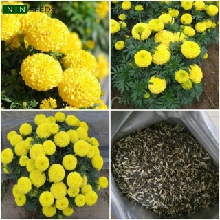 Hạt giống hoa cúc vạn thọ mỹ màu vàng f1 - 50 hạt