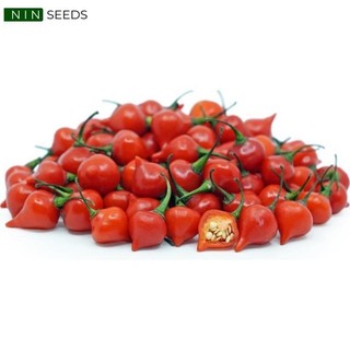 Hạt giống ớt trái tim đỏ biquinho red f1 nhập khẩu mỹ - gói 10 hạt - tỷ lệ nảy 90% - hgnk