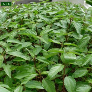 Hạt giống rau đay đỏ - gói 10gram - tỷ lệ nảy mầm 90%