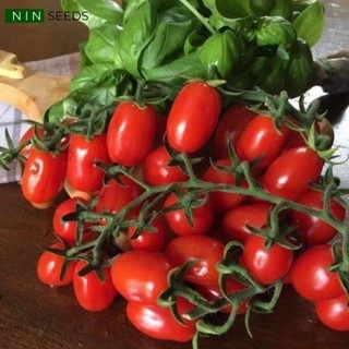 Hạt giống cà chua cherry anh đào đỏ Nhập khẩu