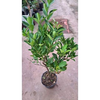 Cây giống tắc bánh xe