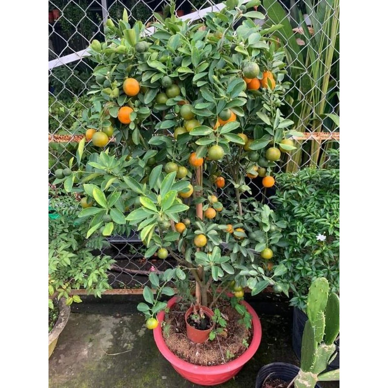 Cây giống tắc bánh xe