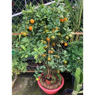 Cây giống tắc bánh xe