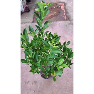 Cây giống tắc bánh xe