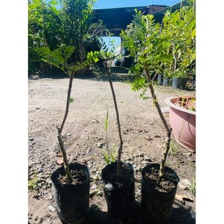 Cây giống tắc bánh xe