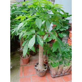Kim Ngân 1 Thân Lớn