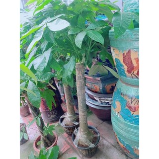 Kim Ngân 1 Thân Lớn