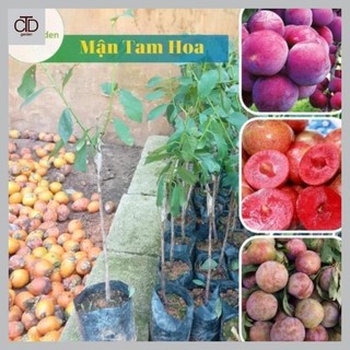 Mận Tam Hoa cây ăn quả, phát triển kinh tế gia đình