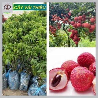 Cây Vải Thiều Lục Ngạn giống siêu quả cho năng suất cao