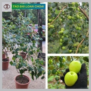 Cây Táo Lai Lê Choai cho quả ngay khi vào vụ cao 1M siêu quả, giòn, ngọt