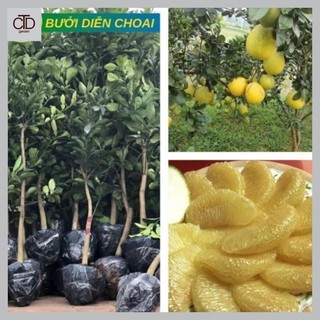 Cây bưởi diễn choai ghép cho quả luôn, chất lượng cao, cao 1m -1,2m