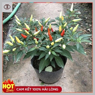 Cây ớt ngũ sắc, nhiều quả đẹp đủ màu sắc, quả ớt cay dùng làm gia vị 11
