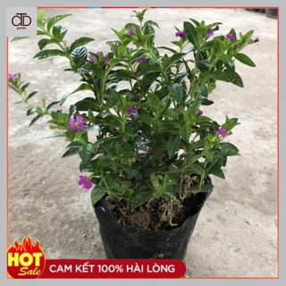 Cây cẩm tú mai hoa nở rực rỡ nhiều nhánh sum suê cực to cực đẹp