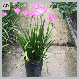 Cây tóc tiên,huệ mưa bầu nhỏ sẵn hoa trồng trang trí cảnh quan sân vườn
