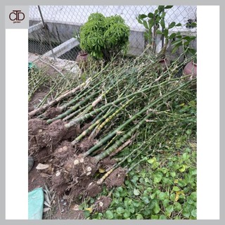 Cây trúc phật bà - 1 thân cao 1m