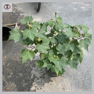 Cây hoa phù dung 60cm
