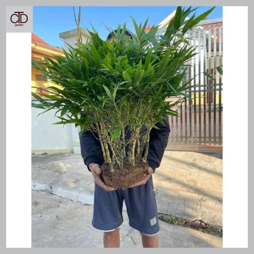 Bụi Cây Trúc Đùi Gà
