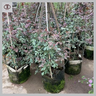 Cây hồng leo hải phòng 1M