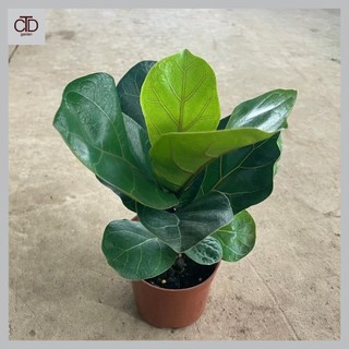 Cây Bàng Singapore mini 20cm