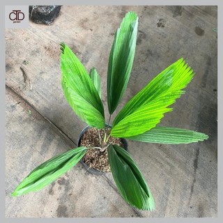 Cây cọ nhật, kè nhật 80cm