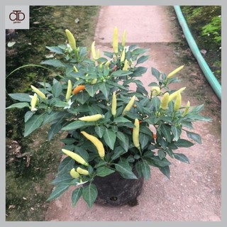 Cây ớt chỉ thiên 20cm, trồng cảnh ăn quả