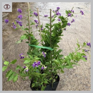 Cây chuỗi ngọc thái, Chiều cao 50cm hoa tím nở rộ tán to khỏe dễ chăm sóc