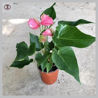 Cây hồng môn hồng mini để bàn Cao 40cm