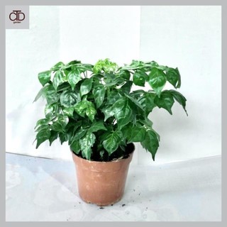 Cây hạnh phúc bụi mini để bàn tán xum xuê, Cao 25cm