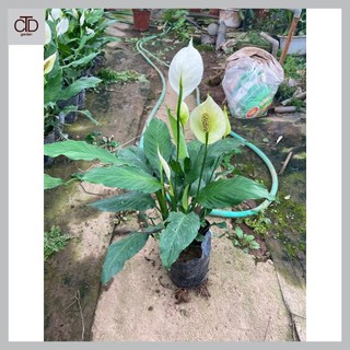 Cây lan ý trưởng thành hoa to, chiều cao 40cm cây xanh đẹp