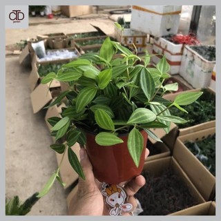 Cây bình an mini, cây đẹp, lá xanh, ngọn dài 20cm