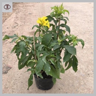 Cây hoàng yến, cây chuông vàng Cao 40cm hoa vàng nở rộ, sức sống khỏe