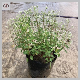Cây bông tuyết Cao 20cm hoa trắng gốc nhiều thân sum suê