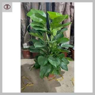 Cây Trầu bà leo cột - 1m - lá xanh trồng chậu nhựa tán to rộng
