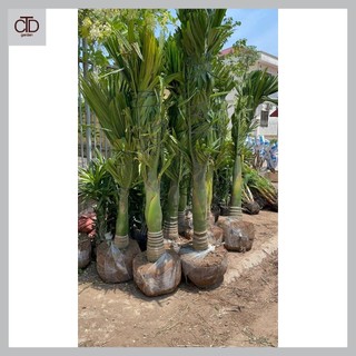 Cây Cau to trồng cảnh đủ size, cây đánh bầu khỏe mạnh