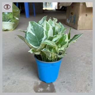 Cây trầu bà cẩm thạch mini để bàn thanh lọc không khí, Chiều cao 15cm