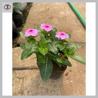 Cây hoa dừa cạn, cao 20cm sẵn hoa cây khỏe ra hoa 4 mùa