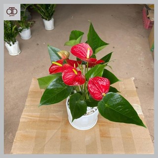 Cây hoa hồng môn đỏ để bàn, cao 25cm, nhiều hoa đẹp