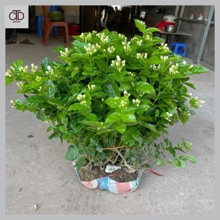 Cây hoa nhài ta bụi to cỡ lớn 70cm