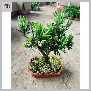 Cây tùng la hán bonsai để bàn, Cao 30cm thân gốc to, lá xanh khỏe
