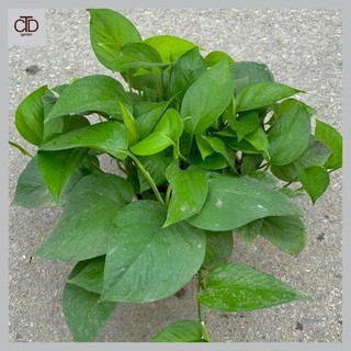Cây trầu bà xanh rủ chậu treo đường kính 20-25cm