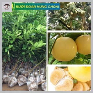 Cây Bưởi Đoan Hùng choai cao từ 1m-1,2m giống ghép chuẩn