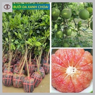 Bưởi Da Xanh Choai cao 1m, cây vài tháng cho quả, chất lượng tốt