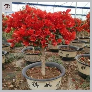 Hoa giấy đỏ lửa, Hoa giấy Red Samba