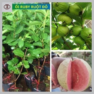 Cây giống ổi Ruby, Cây cao khoảng 30cm, cho quả sau 1 năm trồng